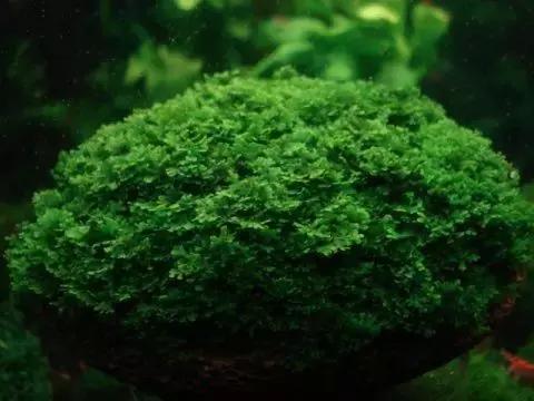 垂泪莫斯和三角莫斯火焰莫斯,莫斯水草球做法