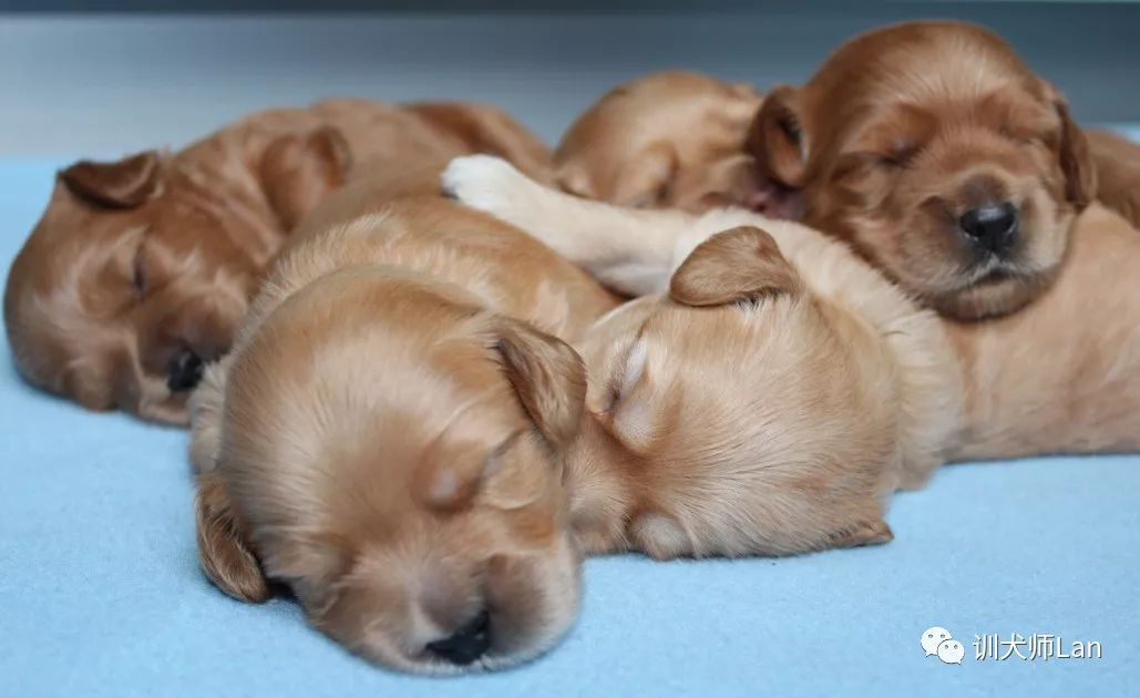 幼犬从出生到断奶管理和喂养,了解小狗的出生