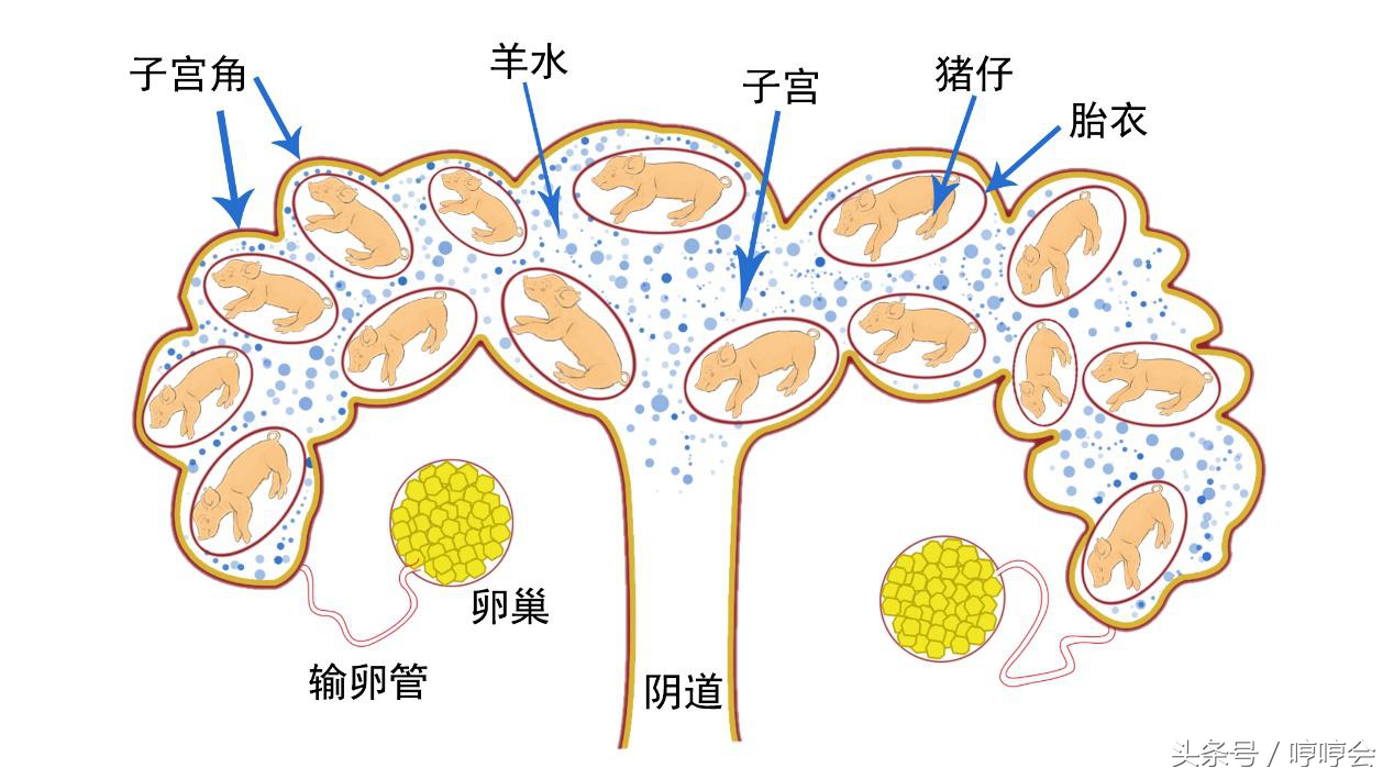 母猪产完仔后一般多久出胎衣,母猪先产胎衣正常吗