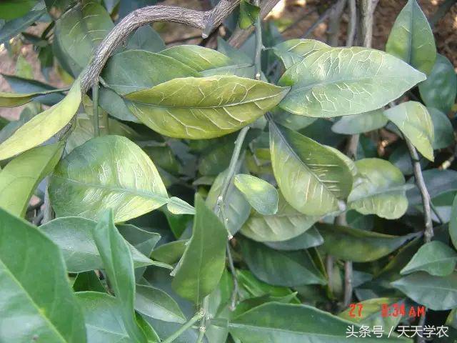 柑橘黄化不一定是缺素,引起柑橘黄化的原因有哪些