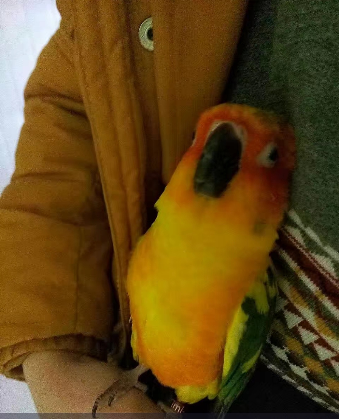 宠物介绍大全,宠物简单介绍之鹦鹉篇金太阳鹦鹉