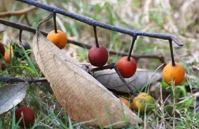 榆树朴树榉树的区分,朴树和榉树是不是都是榆科