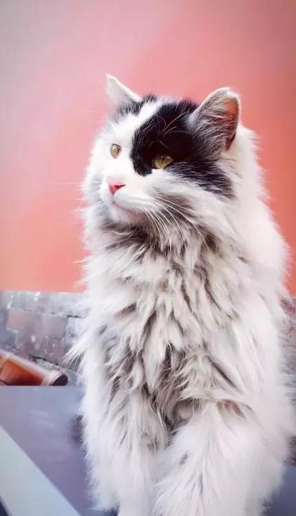 鏁呭18鍙尗,鏁呭鍚哥尗181鍙尗