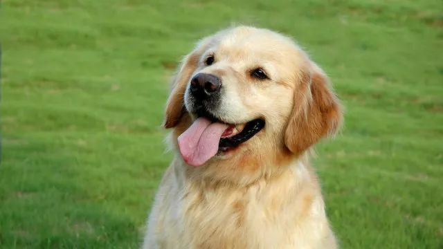 汪星人为什么不能摸我们的爪子,汪星人哪些奇葩的迷惑行为