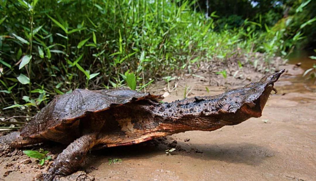 我滴个龟龟,我滴龟龟什么意思