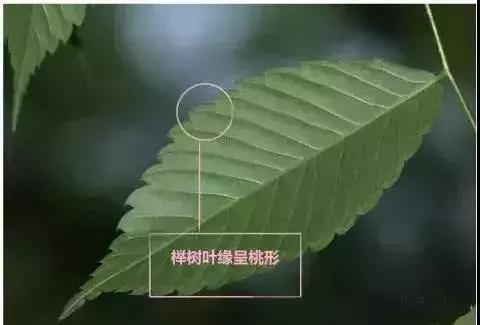榆树朴树榉树的区分,朴树和榉树是不是都是榆科