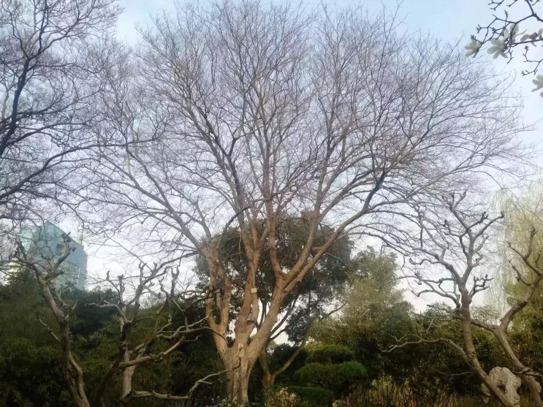 榆树朴树榉树的区分,朴树和榉树是不是都是榆科