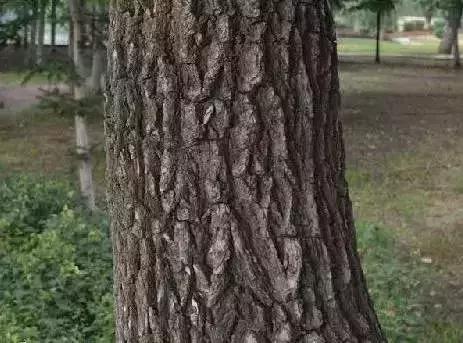 榆树朴树榉树的区分,朴树和榉树是不是都是榆科