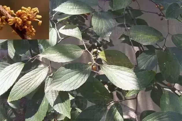 榆树朴树榉树的区分,朴树和榉树是不是都是榆科