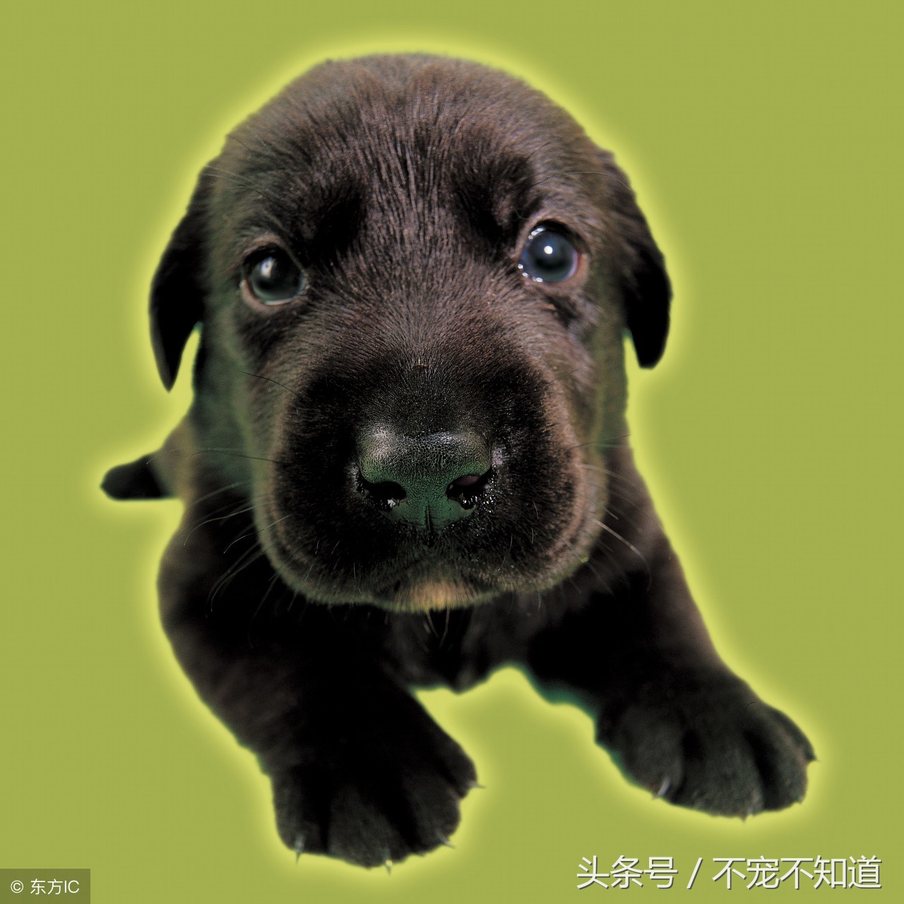 宠物店狗狗接生,如何给狗狗接生