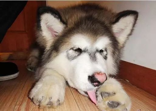 汪星人为什么不能摸我们的爪子,汪星人哪些奇葩的迷惑行为