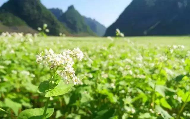 春花烂漫美景开怀,春花烂漫惹人醉满城尽带百花香