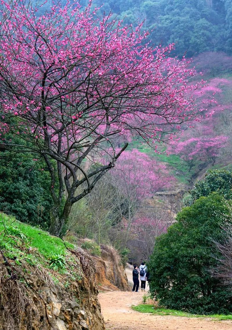 春花烂漫美景开怀,春花烂漫惹人醉满城尽带百花香