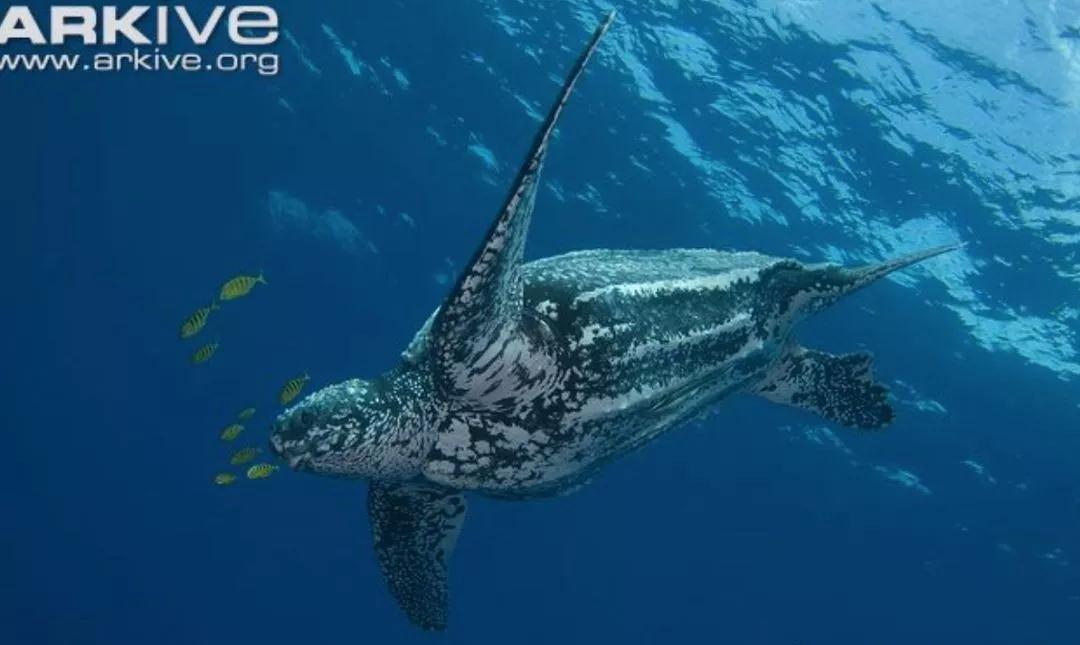 我滴个龟龟,我滴龟龟什么意思