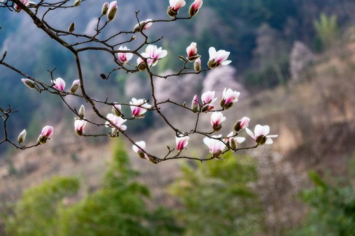春花烂漫美景开怀,春花烂漫惹人醉满城尽带百花香