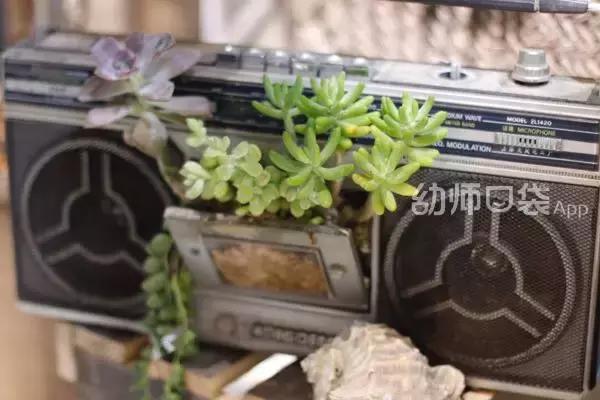 幼儿园春天植物角摆台,幼儿园植物角创意布置图片大全集