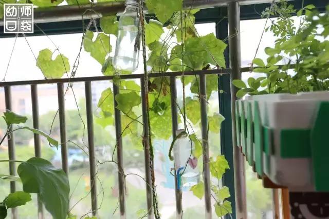 幼儿园春天植物角摆台,幼儿园植物角创意布置图片大全集