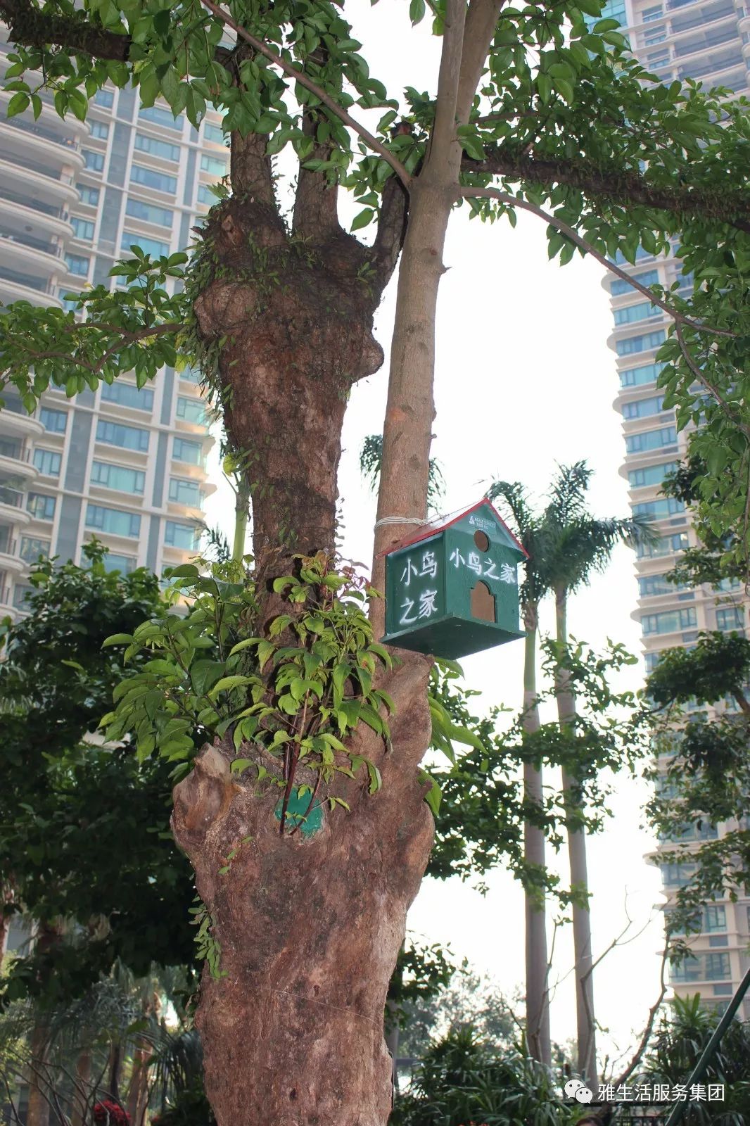 学习||雅居乐物业标杆项目亮点(100张大图解析高品质物业)