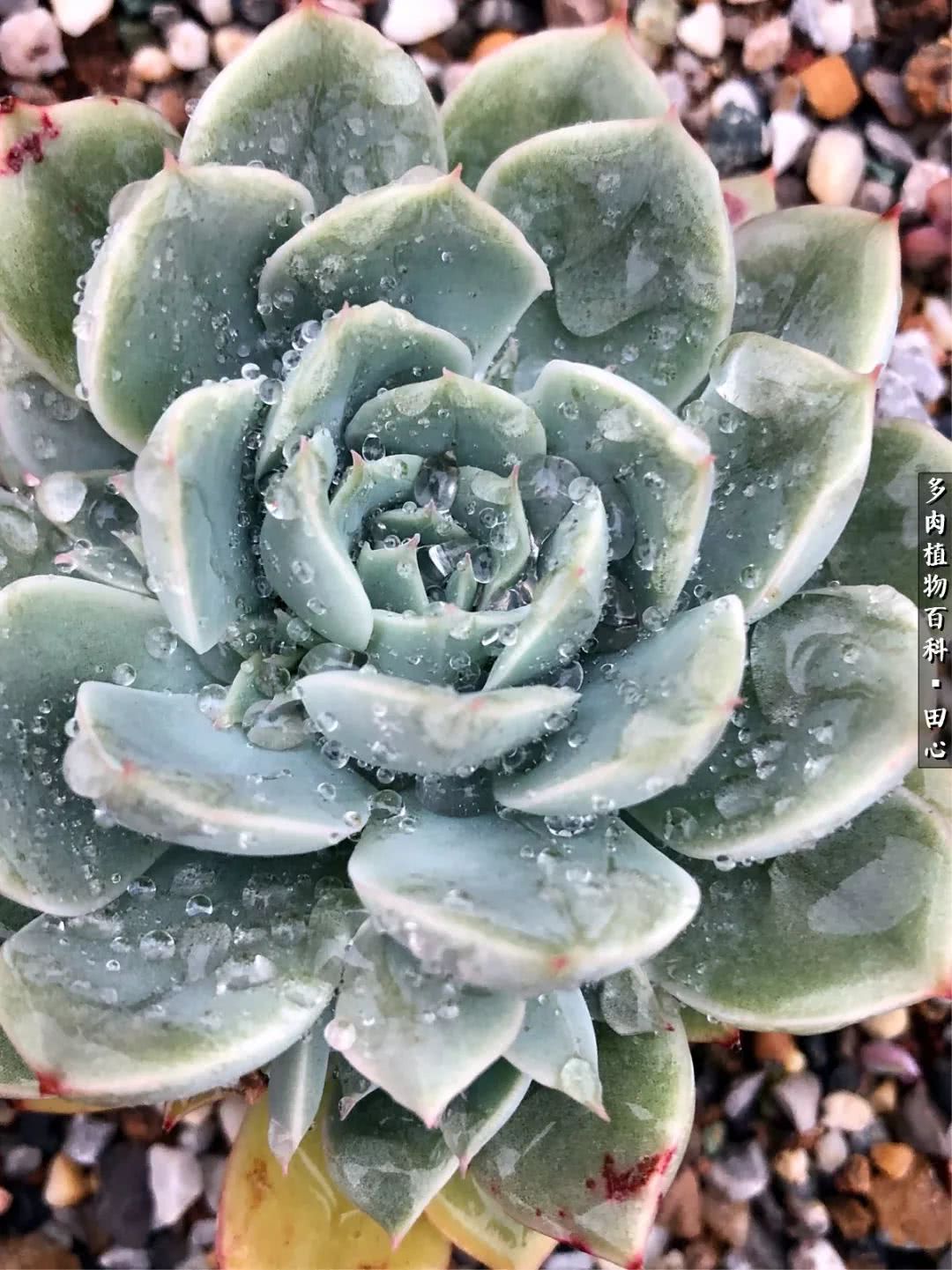 美肉再一次袭来，惊艳了时光，温柔了岁月！