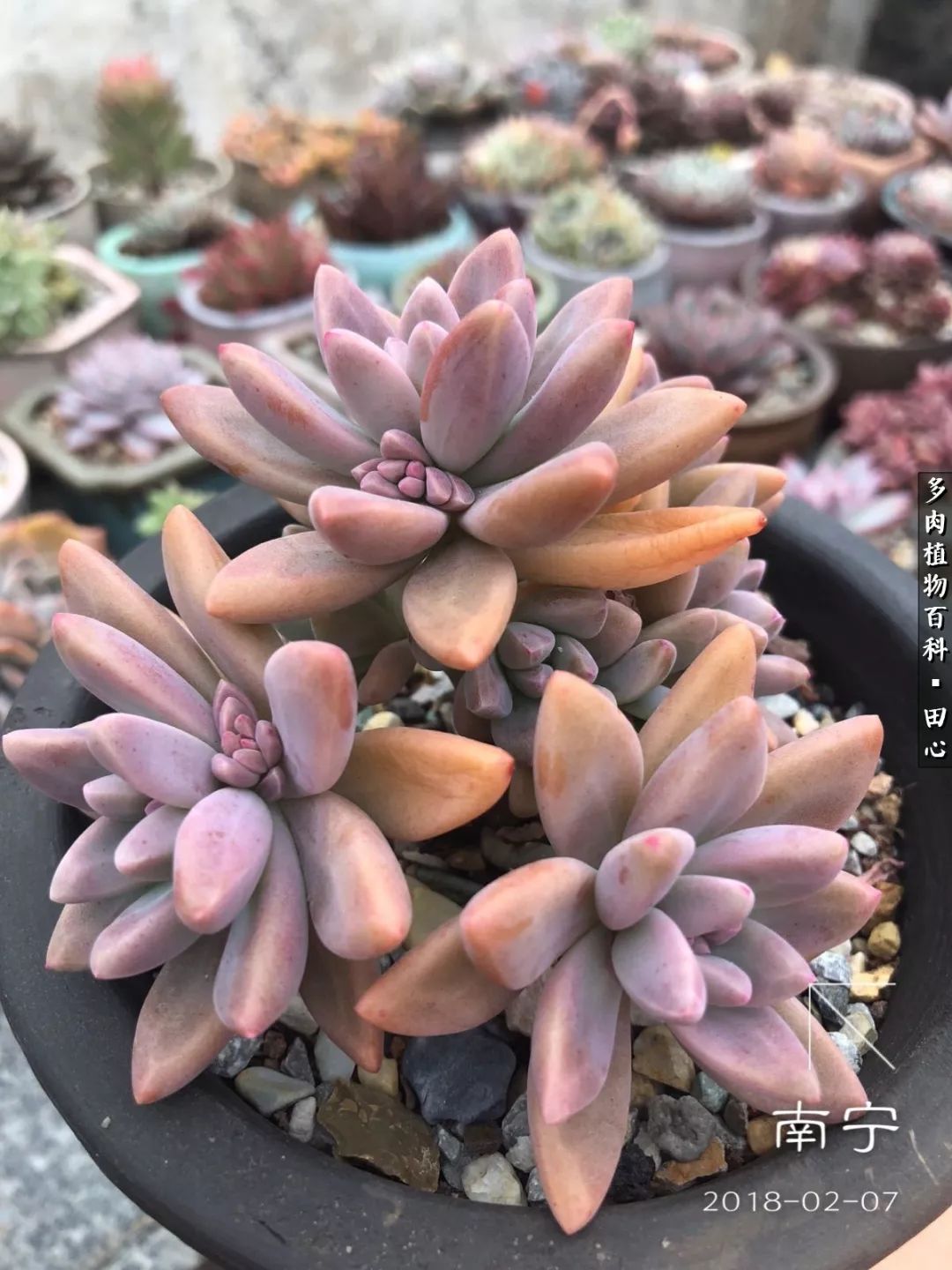 美肉再一次袭来，惊艳了时光，温柔了岁月！