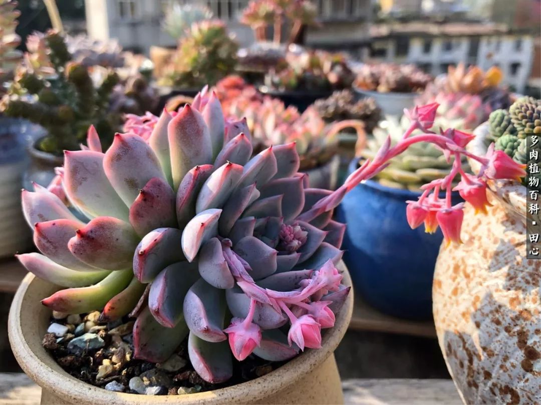 美肉再一次袭来，惊艳了时光，温柔了岁月！