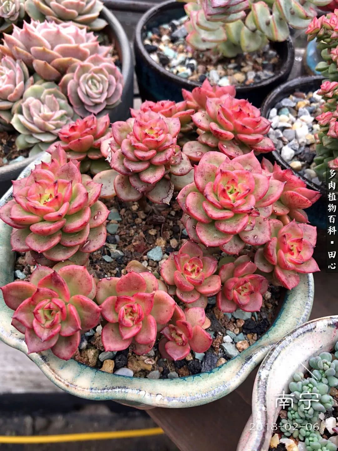 美肉再一次袭来，惊艳了时光，温柔了岁月！