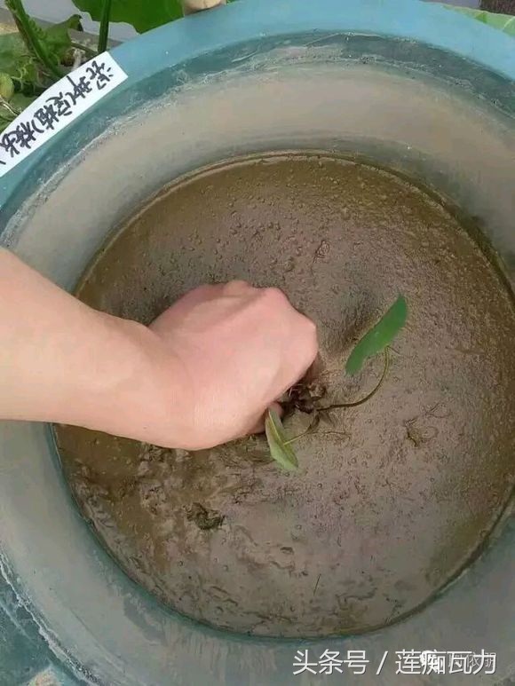 碗莲的种植方法水培碗莲,碗莲种子种植方法和注意事项图片