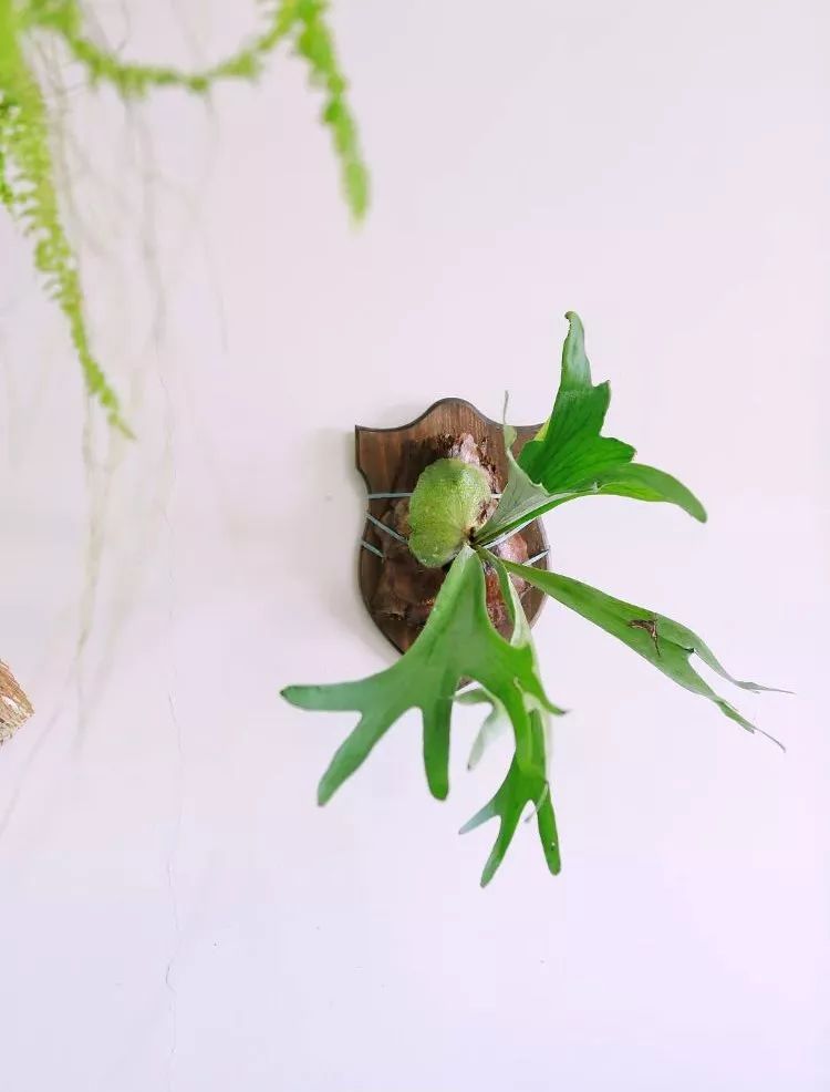 Mu指南|7种家居风格与完美植物搭配