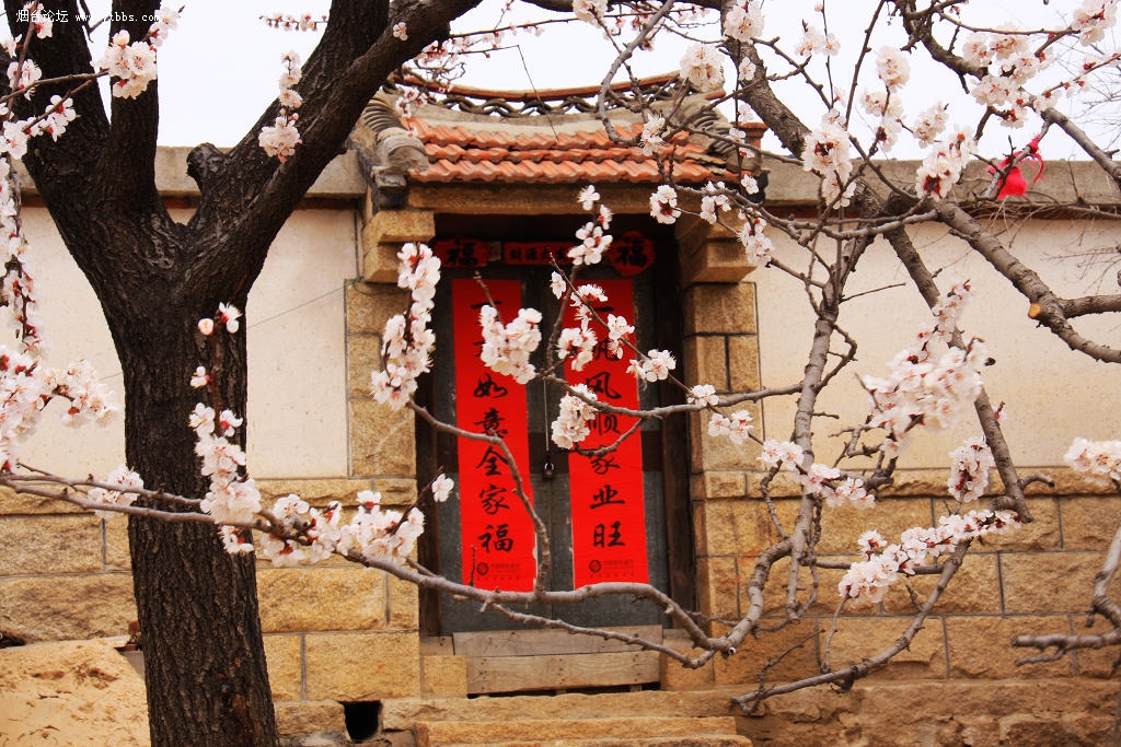 春花烂漫美景开怀,春花烂漫惹人醉满城尽带百花香