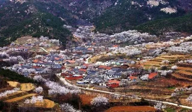 春花烂漫美景开怀,春花烂漫惹人醉满城尽带百花香