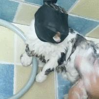 给猫咪洗澡必备的工具,给猫咪洗澡懒人神器