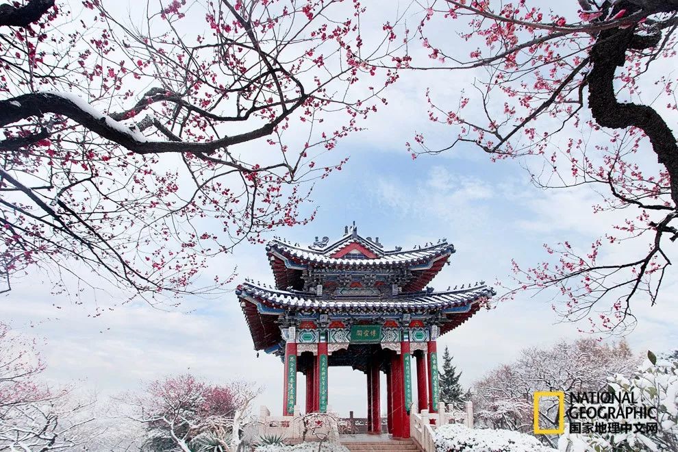 错过需再等一年!来南京看万株梅花海“淡粉宫妆”!