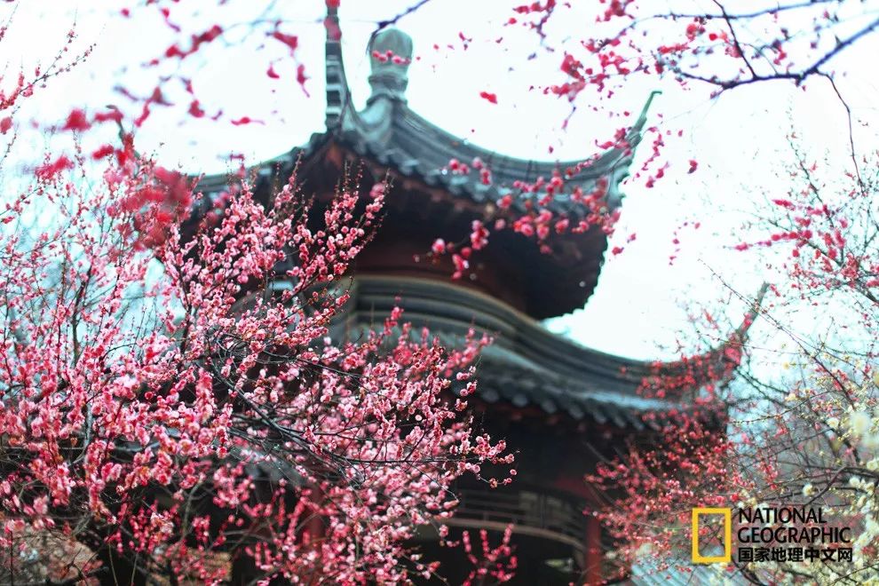 错过需再等一年!来南京看万株梅花海“淡粉宫妆”!