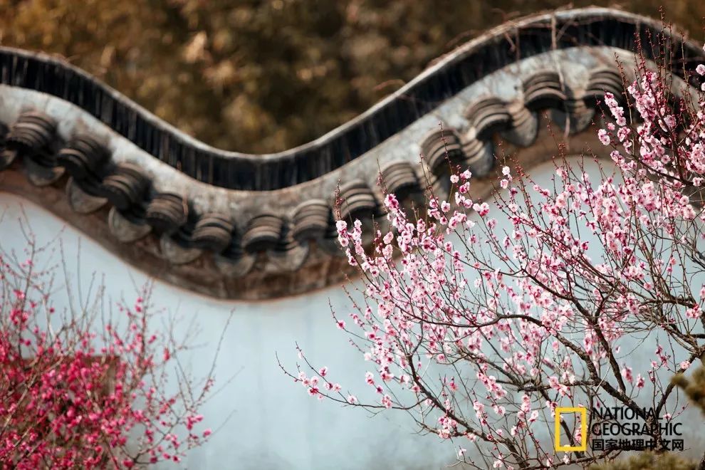 错过需再等一年!来南京看万株梅花海“淡粉宫妆”!