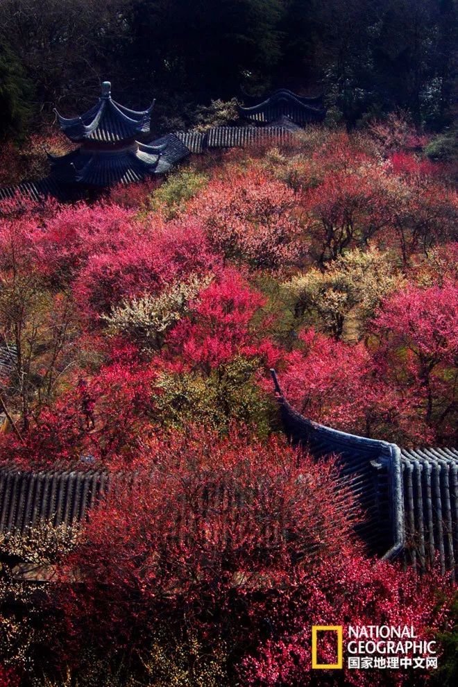 错过需再等一年!来南京看万株梅花海“淡粉宫妆”!