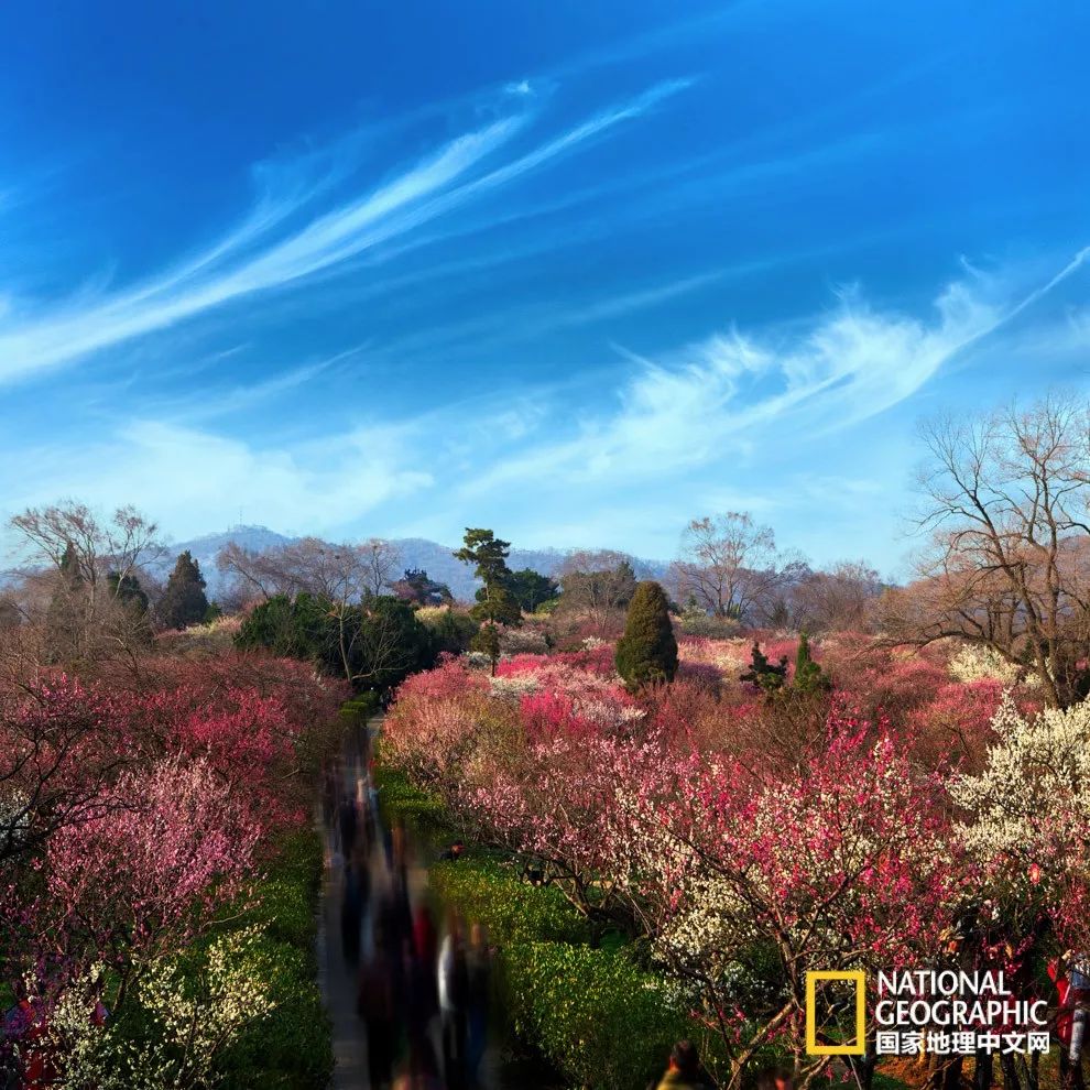 错过需再等一年!来南京看万株梅花海“淡粉宫妆”!