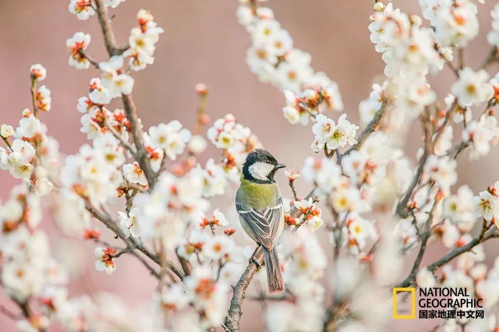 错过需再等一年!来南京看万株梅花海“淡粉宫妆”!