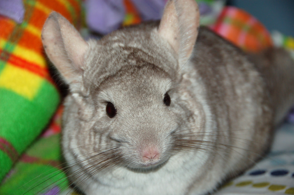 没有磨牙的东西怎么让仓鼠磨牙,有什么可以给仓鼠磨牙的吗