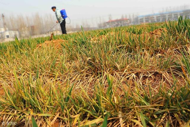 打除草剂小麦受影响发黄怎么补救,近期小麦发黄的原因