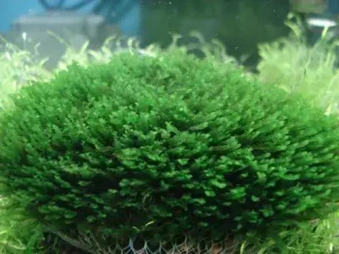 垂泪莫斯和三角莫斯火焰莫斯,莫斯水草球做法