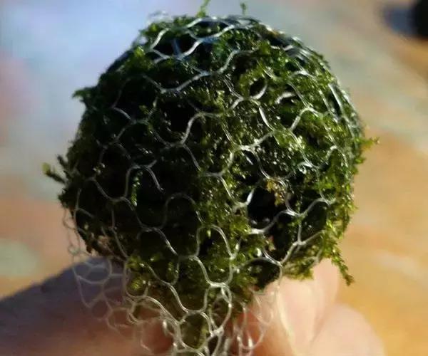 垂泪莫斯和三角莫斯火焰莫斯,莫斯水草球做法