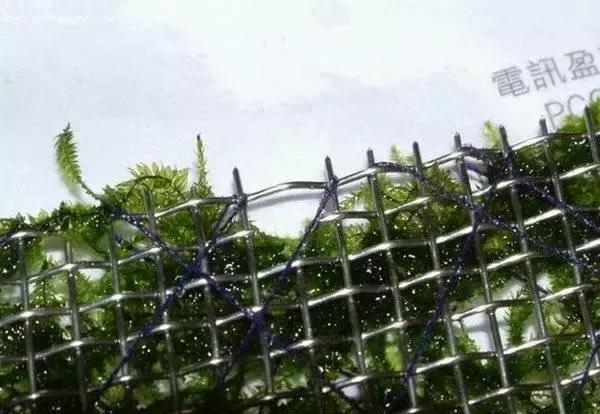 垂泪莫斯和三角莫斯火焰莫斯,莫斯水草球做法