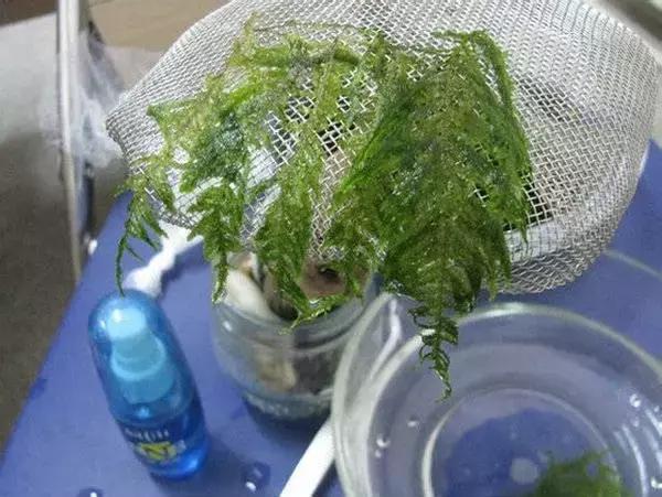 垂泪莫斯和三角莫斯火焰莫斯,莫斯水草球做法