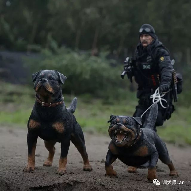 任劳任怨的工作犬，慢热谨慎的肌肉男——罗威纳犬