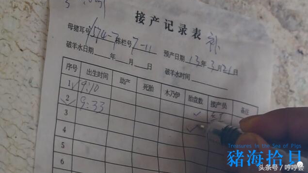 母猪产完仔后一般多久出胎衣,母猪先产胎衣正常吗