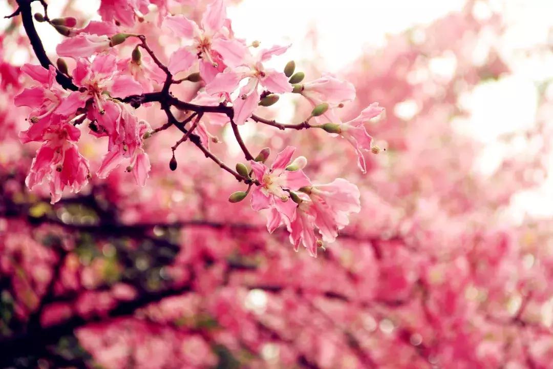 唯美淡雅诗词分享,最美暖心的诗词