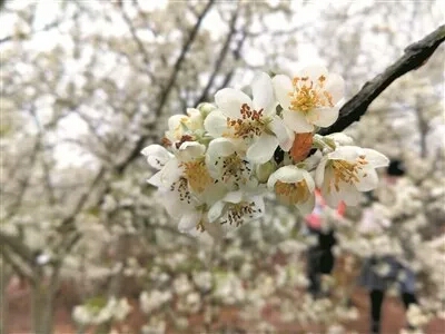 春天来了踏青赏花图片,春意盎然踏青赏花正当时