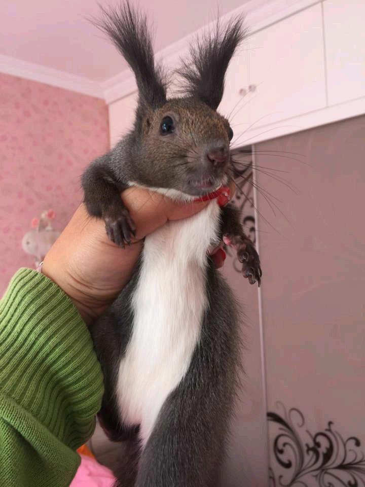 家里有个魔王,家里有只小魔王