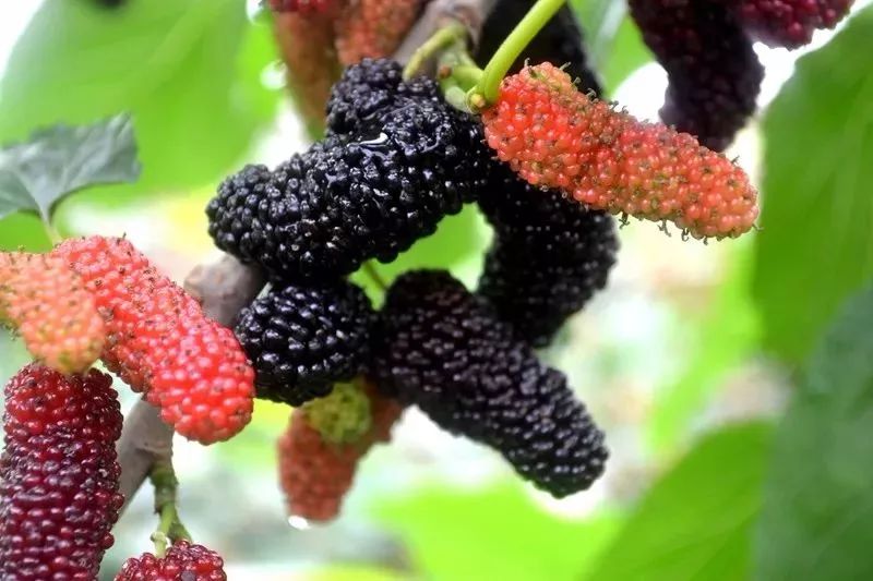 广州塔三八妇女节优惠,广州长隆欢乐世界三八妇女节