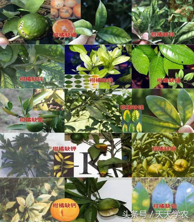 柑橘黄化不一定是缺素,引起柑橘黄化的原因有哪些